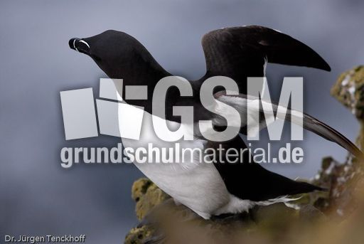 Tordalk (4 von 11).jpg